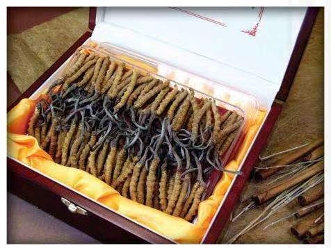 利州冬虫夏草回收